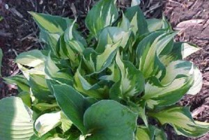 Hosta___Whirlwin_4b2e7ba685802.jpg